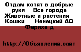 Отдам котят в добрые руки. - Все города Животные и растения » Кошки   . Ненецкий АО,Фариха д.